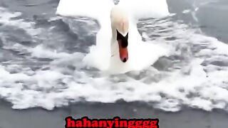 Animals funny moments best in TikTok