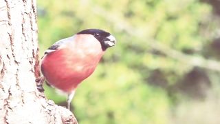 Cute bird in forest