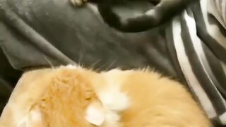 Kucing/cat