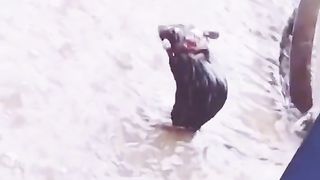 Funny video