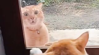 Cat fight 3