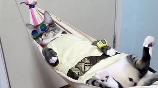 Funy cat 10