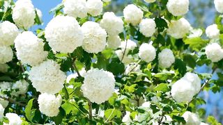 Beautiful flowers videos