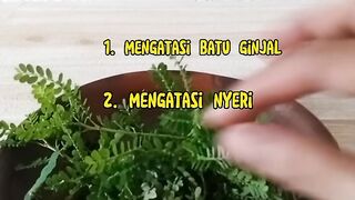 Tanaman Obat Sejuta Umat