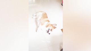 New Funniest Cats and Dogs Videos Compilation