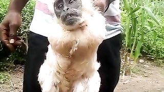Voici ces sa