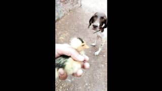 Baby Cats - Cute and Funny Cat Videos Compilation 11