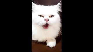 Baby Cats - Cute and Funny Cat Videos Compilation 12