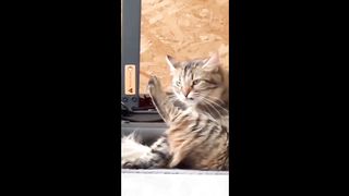 ???? Funniest Cats and Dogs Videos ???????? ???????? Hilarious Animal Compilation №57