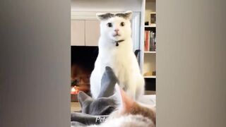 New Funny Animals ???? Adorable Cats and Dogs ????????