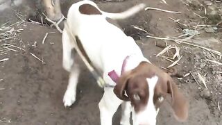 Baby Cats and Dogs - Cute and Funny Animals Videos