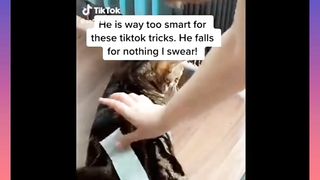 Adorable and Funny Cats & Dogs Compilation????