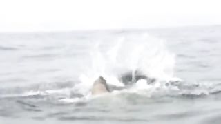 See the animals who messed up bad in the wild