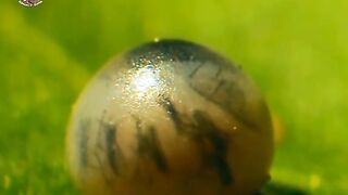 metamorphosis of a butterfly of the papilio machaon type