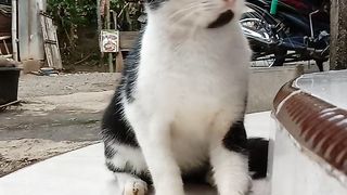 A beautiful cat in my village
