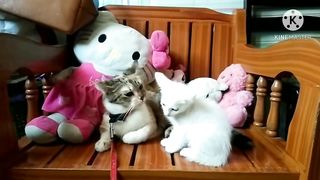 Funny Cats and Dogs Compilation 4