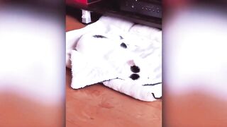 Funny Cats and Dogs Compilation 2023