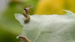 how parasitic wasps deposit their eggs inside caterpillars