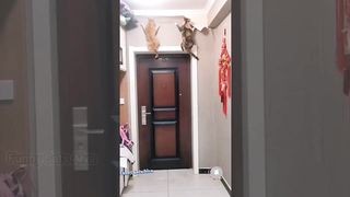 Baby Cats - Cute and Funny Cat Videos 12