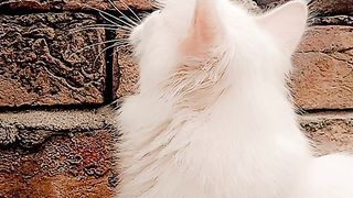 Amezing beautiful tom cat