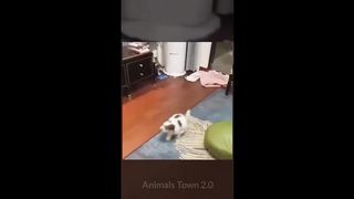 5 Minutes of Funny Cat and Dog Compilation ????