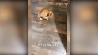 10 MINUTE FUNNY CATS AND DOGS COMPILATION 2023 ???? Best Funniest Animal Videos!???? ????
