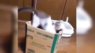 Aww Cute Baby Animals Funny and cute Moment Videos Compilation 3