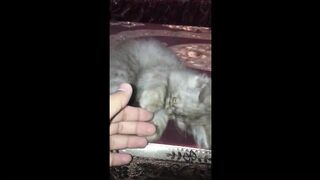 Baby Cats - Cute and Funny Cat Videos Compilation 13