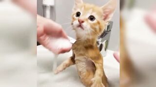 Compilation Funny Cats and Dogs Funny Animals