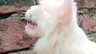 Watch Amezing video my tom cat