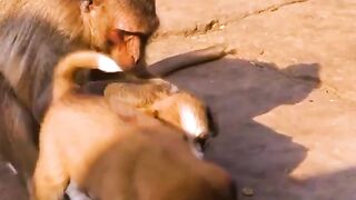 Compilations funny animal