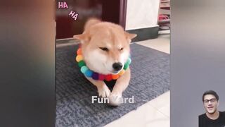 Funny animals - Funny cats / dogs - Funny animal video