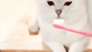 Funny animals - Funny cats / dogs - Funny animal video 2