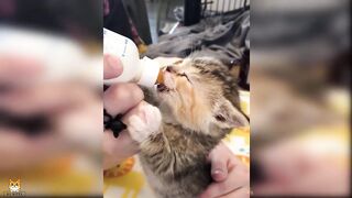 Funny animals - Funny cats / dogs - Funny animal video 3