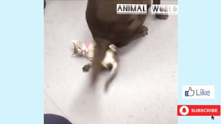 Cutest and Funniest cats and dogs! 2020-Compilation 22 _) cute funny cats dogs
