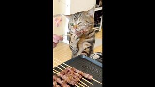 The cat eats me cooler
