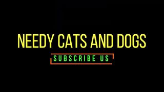 Baby Cats - Cute and Funny Cat Videos Compilation funnycats cats