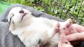 I love the look on the dog's face after a massage.
