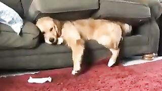 dog trapped between a sofa and a couch