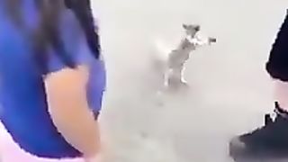 Cute animals asking for water
