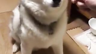 Dogs who want treats, and they want them fast!