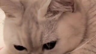 Kucing  yang  manis