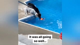 Funniest Animals ???? New Funny Cats and dogs video compilation part 19