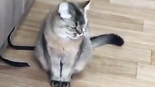 Cat yawning while meowing