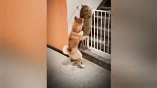 he funniest animals - fun with cats and dogs