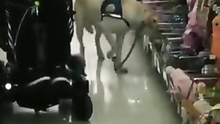 Dogs choosing their own toys