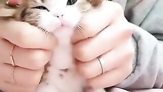 Kitten adored by its owner.