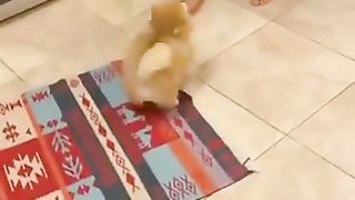 A dog spoiling his owner when he returns home