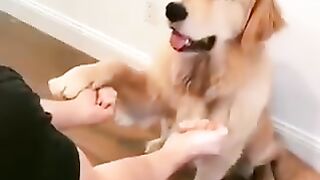A dog that won't be convinced if you don't answer correctly.