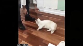 unny cats and dogs animals Videos Compilation 2023 part54